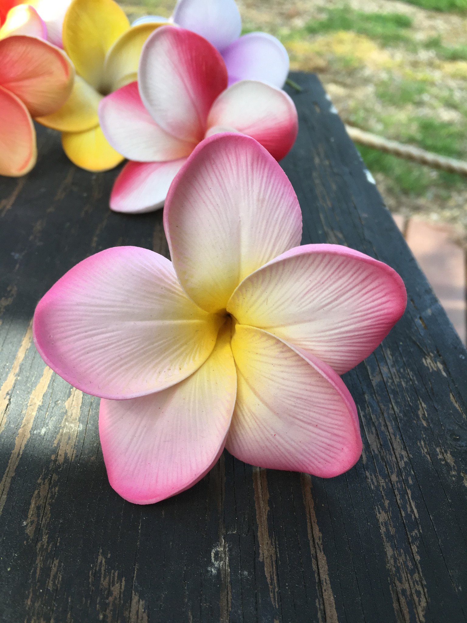 plumeria flower